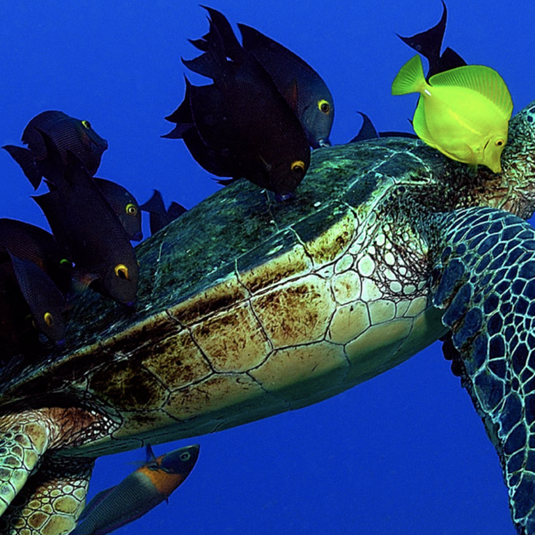 Watamu Turtle Sanctuary