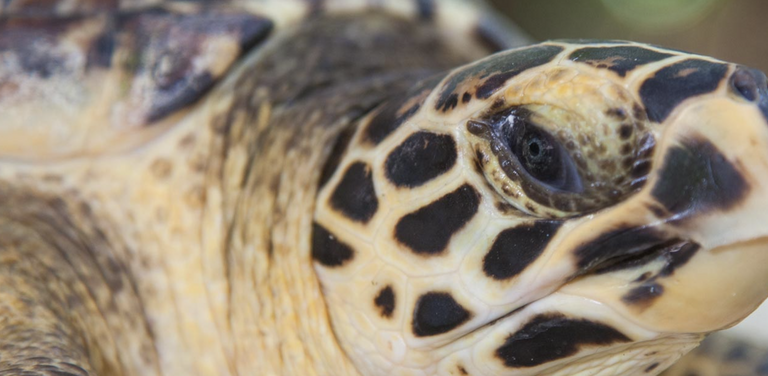 Watamu Turtle Sanctuary