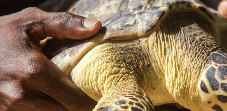 Watamu Turtle Sanctuary