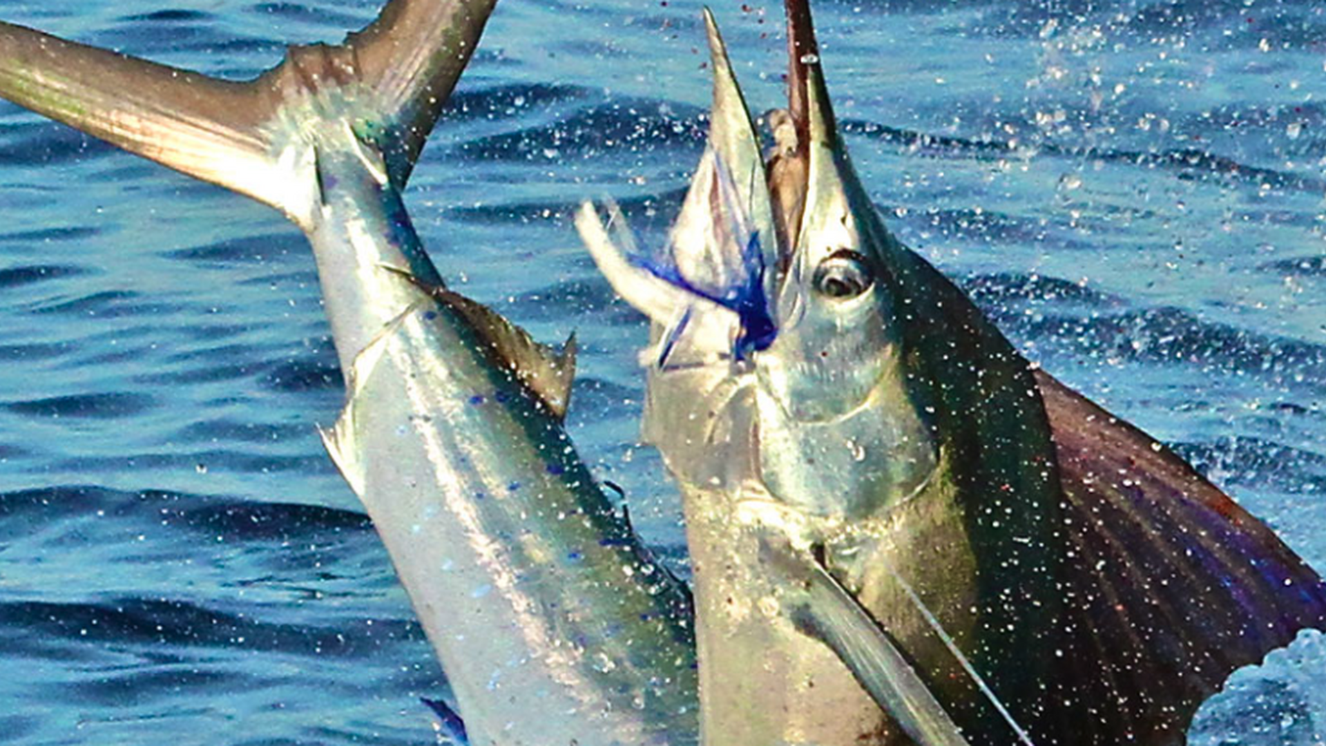 World-class big game fishing